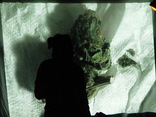 The Show is the Rainbow