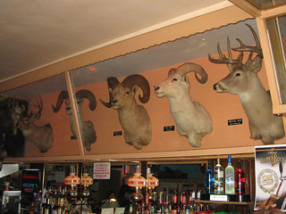 Taxidermy - Stuffed Heads @ Paul's Tavern