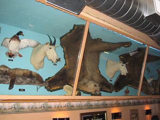 Taxidermy - Stuffed Animals @ Paul's Tavern