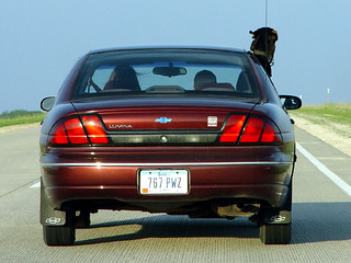 Some dog we were following on the way to Duqubuq
