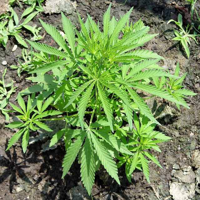 Some Ditchweed Growing in my Yard