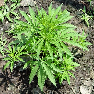 Garden - Some Ditchweed Growing in my Yard