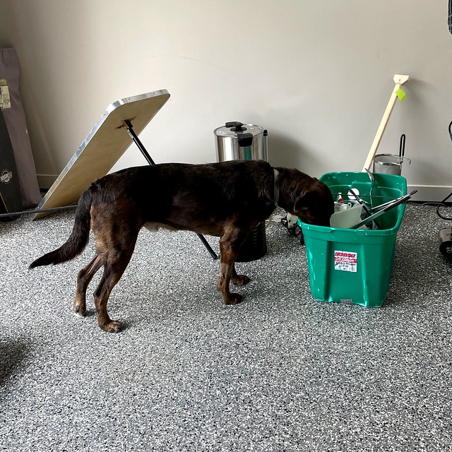 This dog has to dig in everything