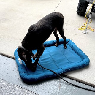 Benny Brooks - Trying to get this wild animal to hang out and relax