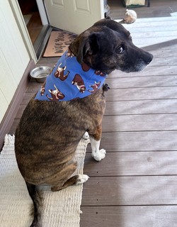 Gemma - A neighbor brought Gema a bandana