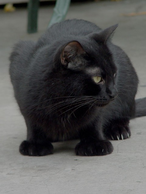 6 Toed Cats at Hemmingway's