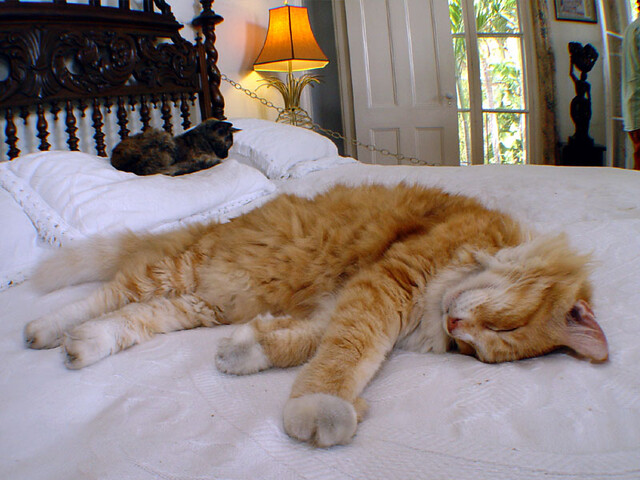 Cats at Hemmingway's