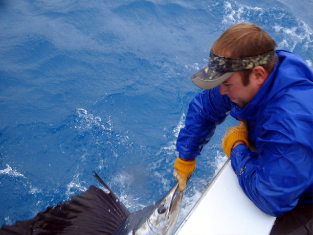 Pullin in the Sail Fish