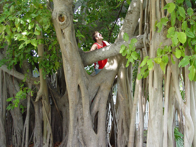 Tree Climbing
