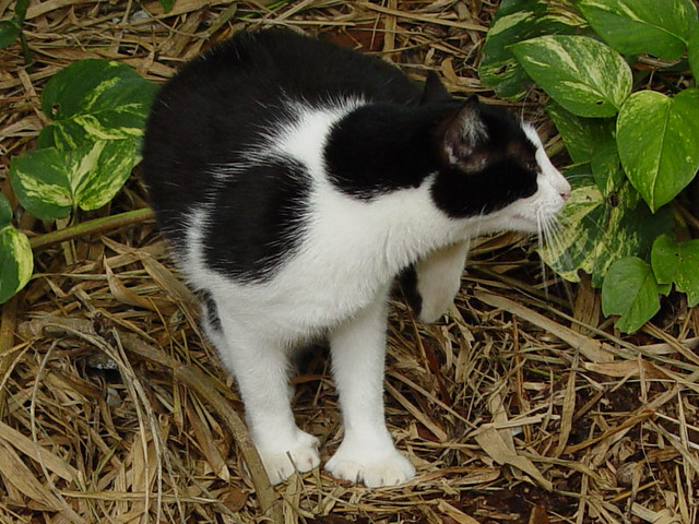 6 Toed Cats at Hemmingway's