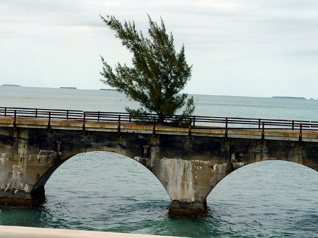 Tree on the old key west bridge.