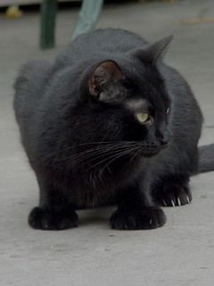 6 Toed Cats at Hemmingway's