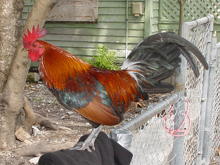 Wild Cock