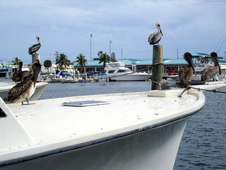 Pelicans