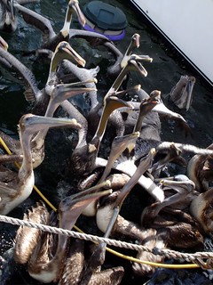 Pelicans fighting for fish scraps