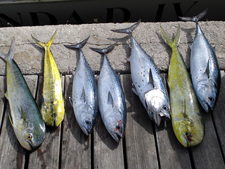 Our catch.  I caught 3 Mahi and 3 Bonitas