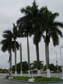 One of these palm trees is broken