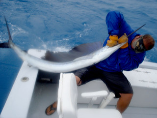 7 Foot Sail Fish