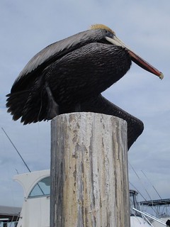 Pelican