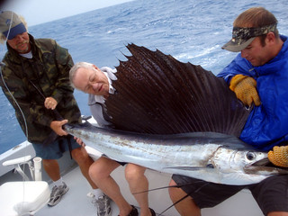 Ned's Seven Foot Sail Fish