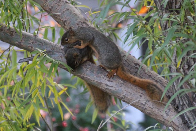 Trembling at the Standoff