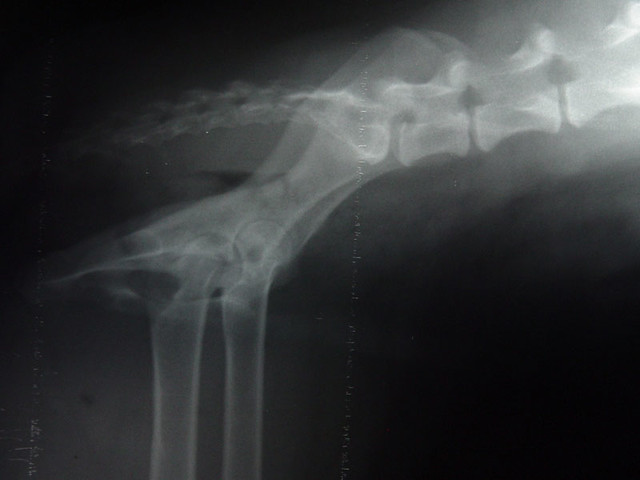 Ninja's Hips (Lateral View)