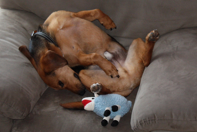 This is how Garth naps