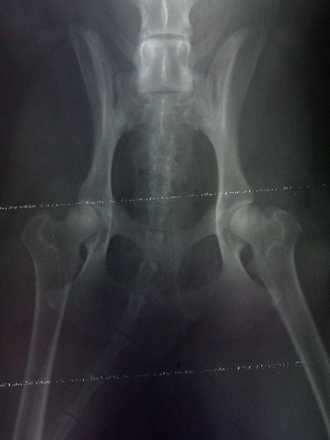 Ninja's Hips (Ventral Dorsal View)