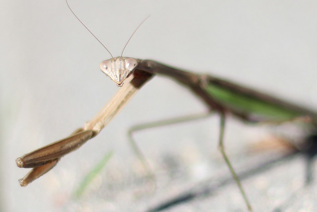 Praying Mantis