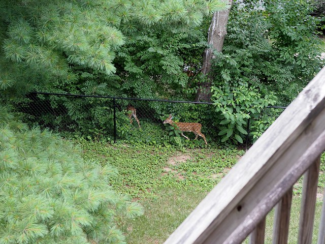 Some back yard visitors