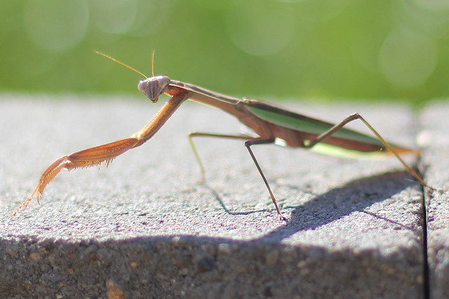 Praying Mantis