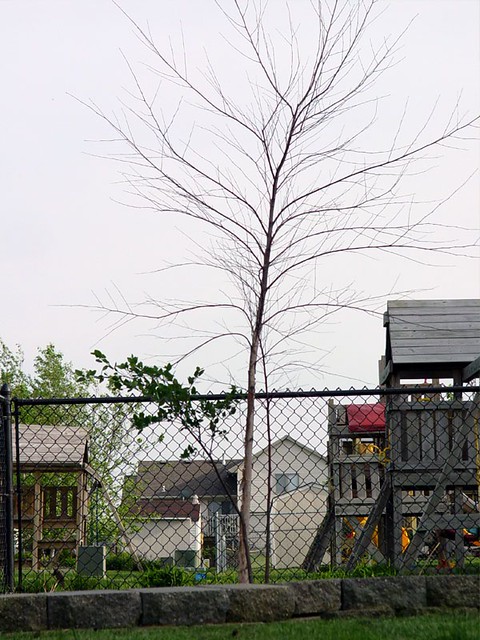 2 of my 3 birch trees died :-(