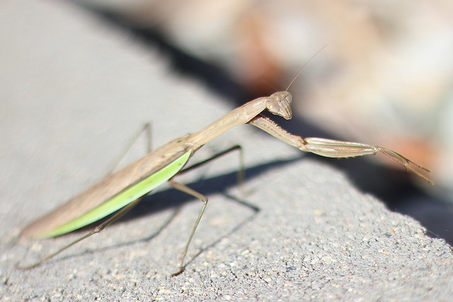 Praying Mantis