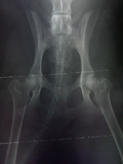 Ninja's Hips (Ventral Dorsal View)