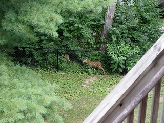 Deer - Some back yard visitors