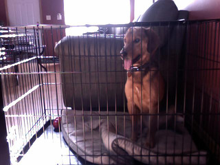 Garth - happy in his kennel