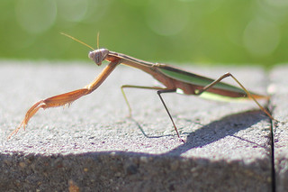 Praying Mantis