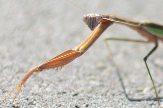 Praying Mantis