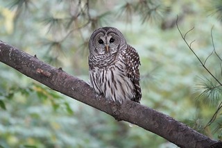 frame - Barred owl in the back yard