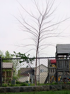 2 of my 3 birch trees died :-(