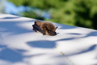 Opened up the patio umbrella and woke this lil dude up