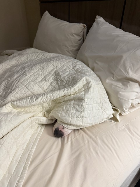 Durby was wiped and excited to sleep in a hotel bed