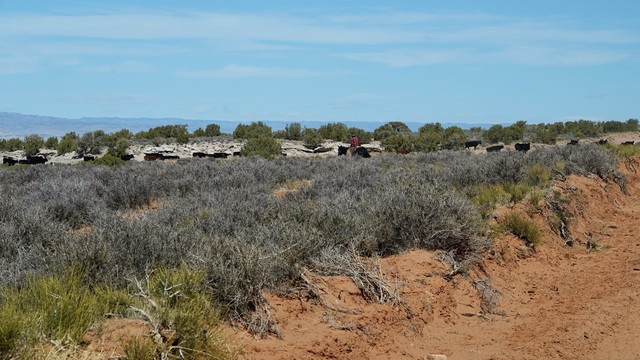 A cowboy rounding up the cattle