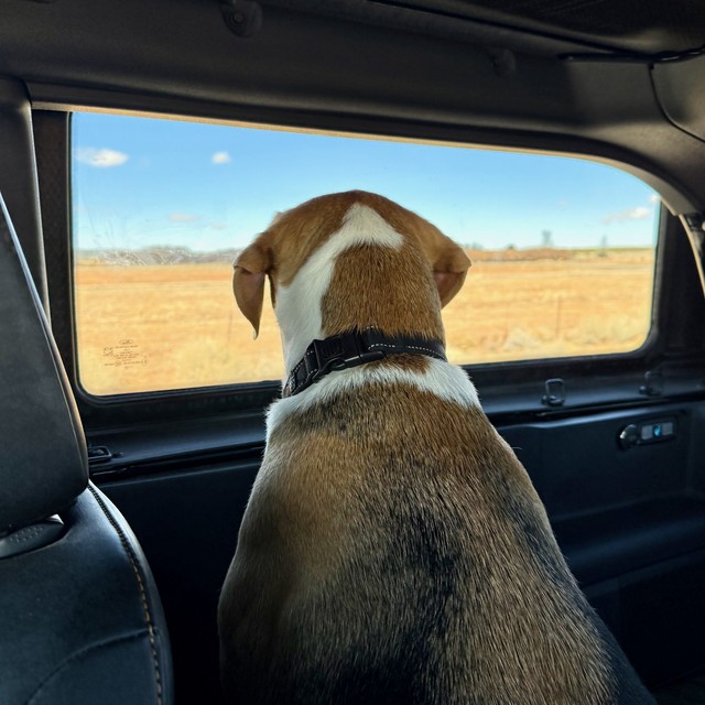 Travelin pup enjoys the views