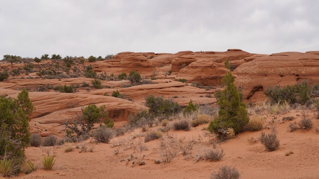 Petrified Dunes