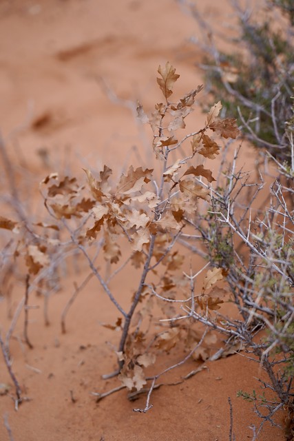 A tiny maple tree in the desert?