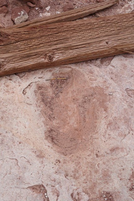 Dinosaur tracks