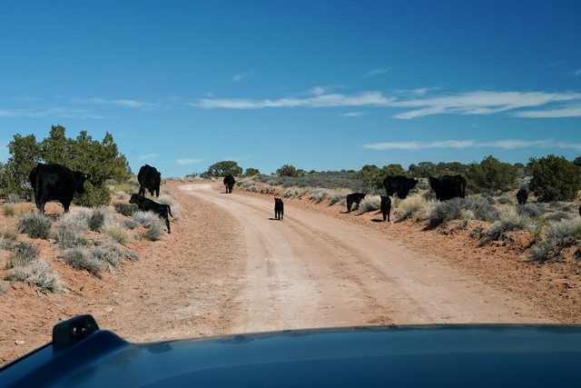 Got some cows out here on this trail