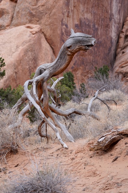 Thought this tree looked like some sort of strange animal