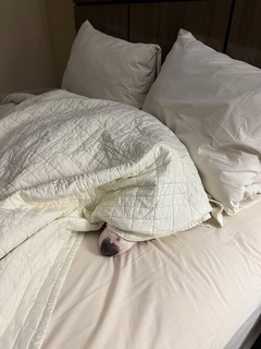 Travel - Durby was wiped and excited to sleep in a hotel bed